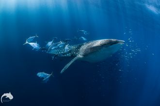 Trevally gorging on biatfishes swimming with juvenile whale shark 