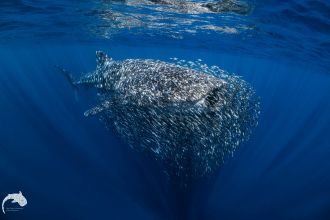 WhaleShark2.jpg