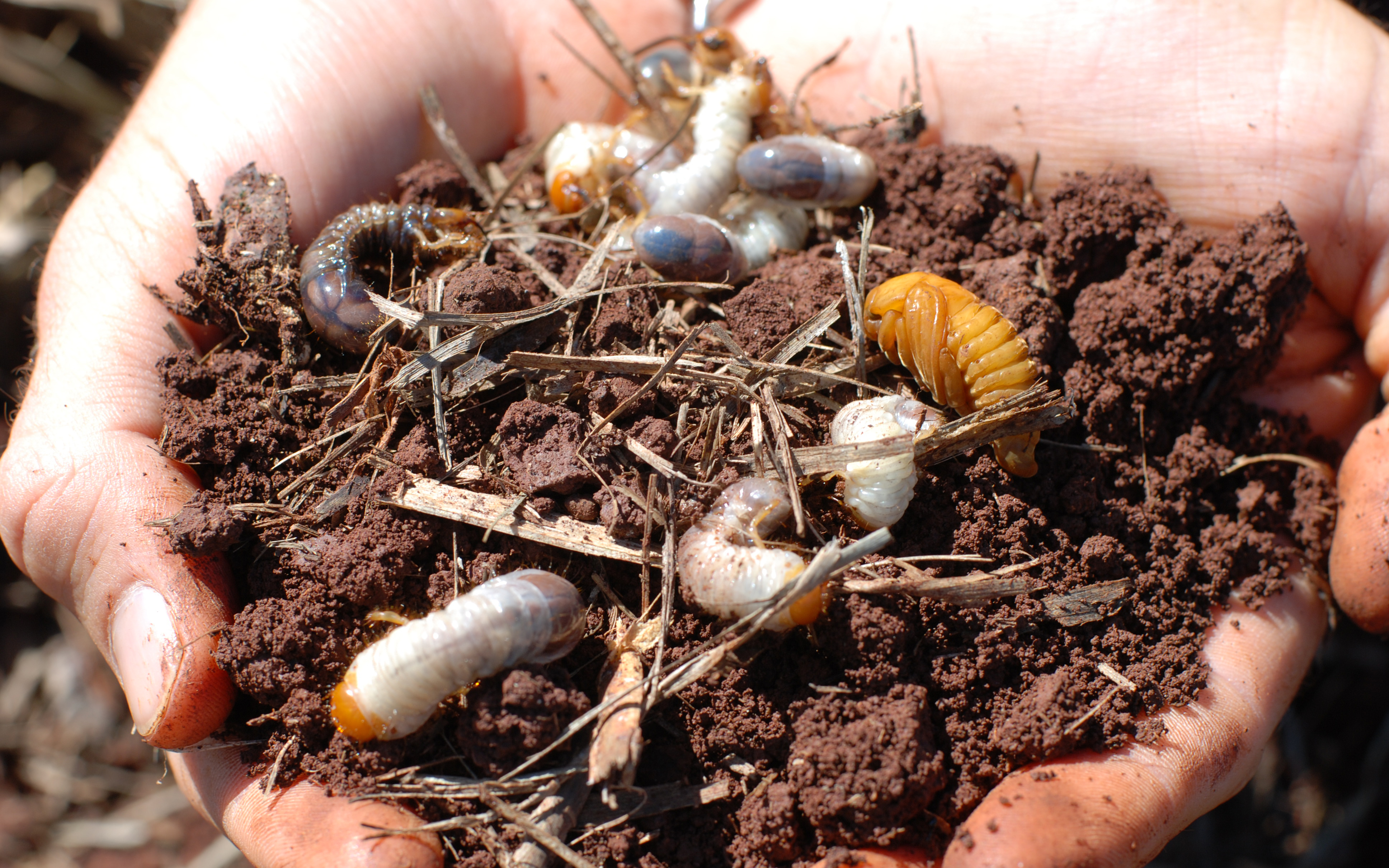 Canegrubs are a significant root-eating pest of sugarcane. Credit: Sugar Research Australia