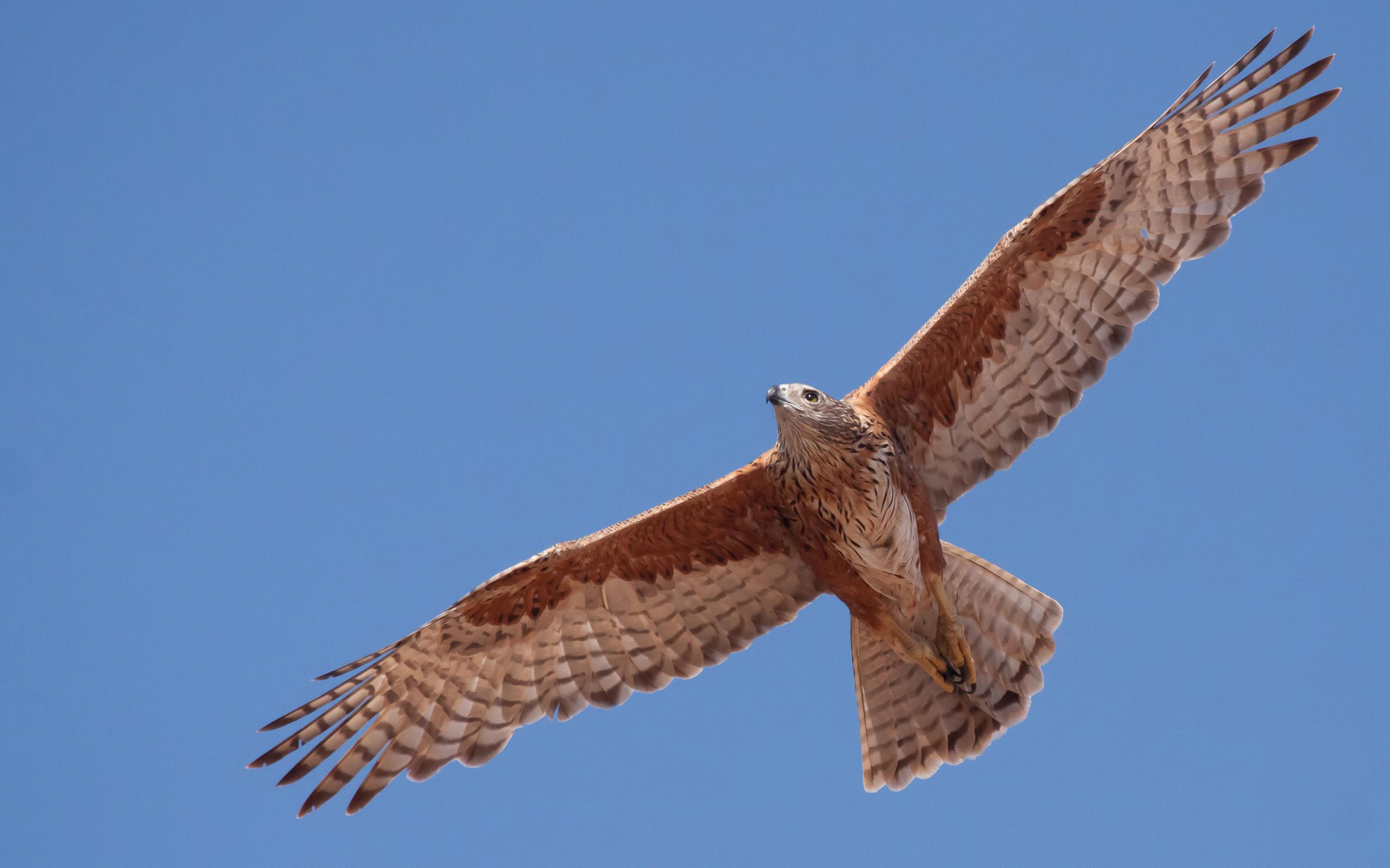 Red goshawk. Credit: James Watson