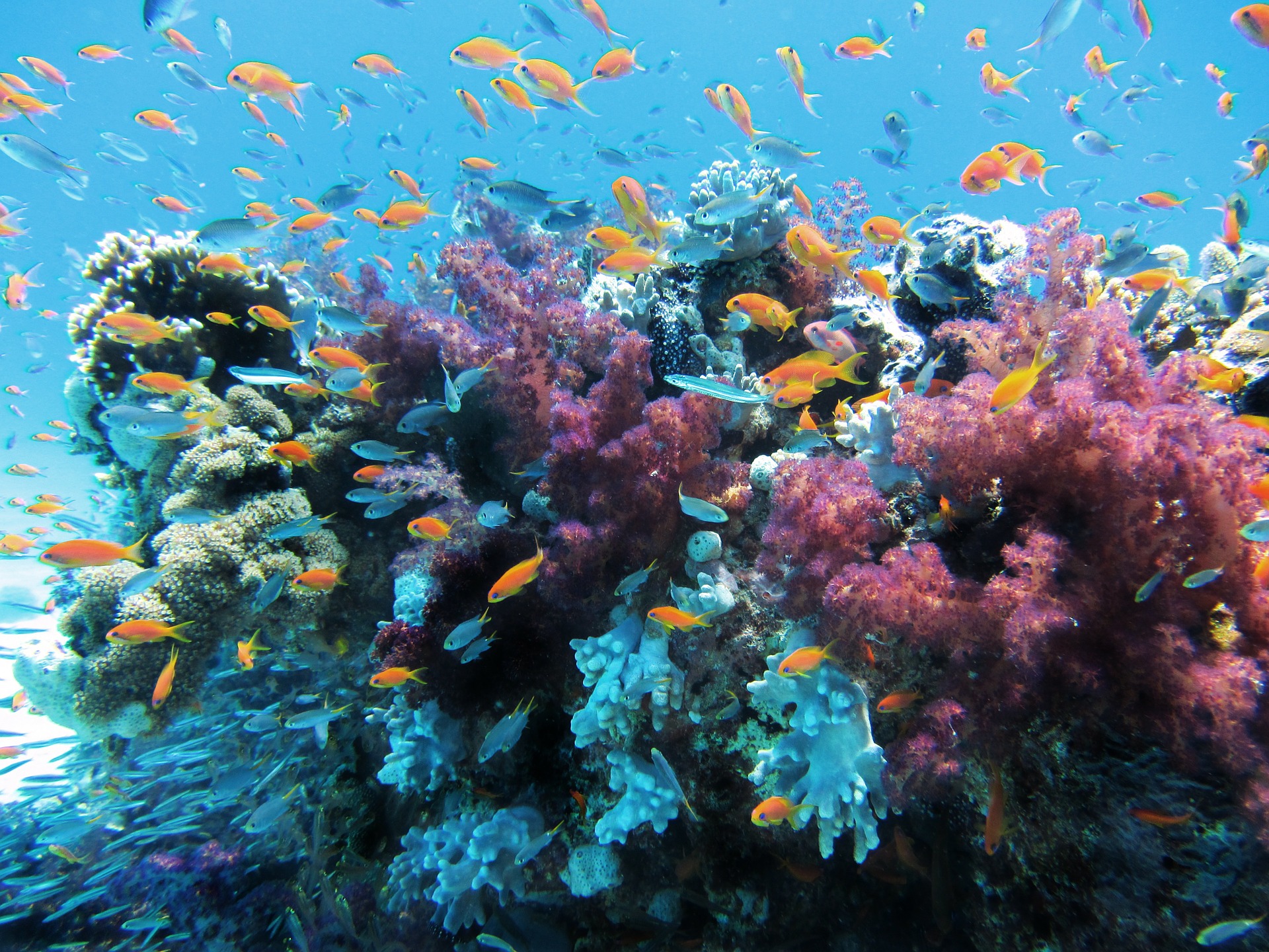 Image by lpittman from Pixabay 
