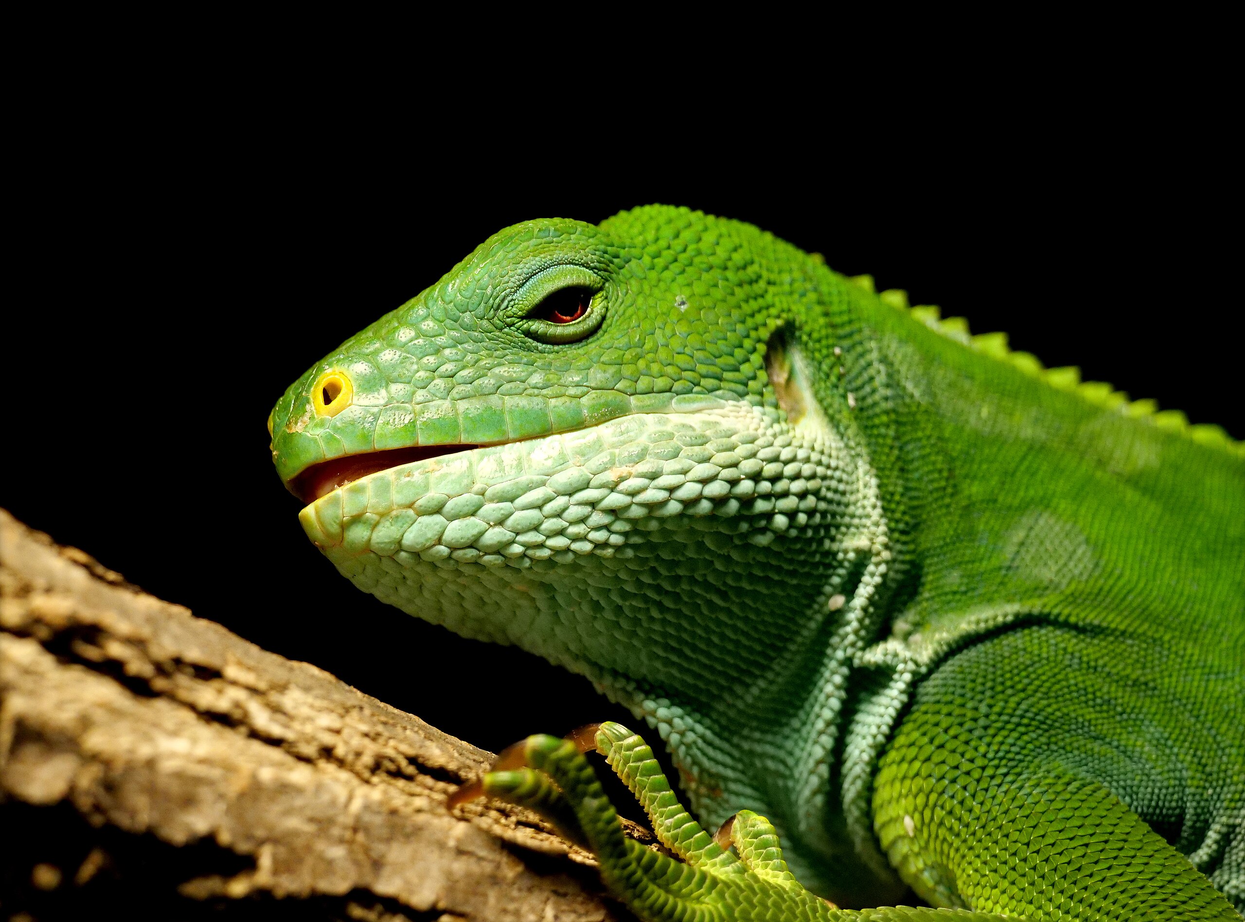 Fijian banded iguana via Wikimedia Commons (CC-BY-SA 2.0)