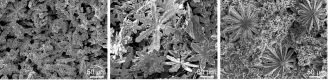 Zinc crystals in liquid gallium
