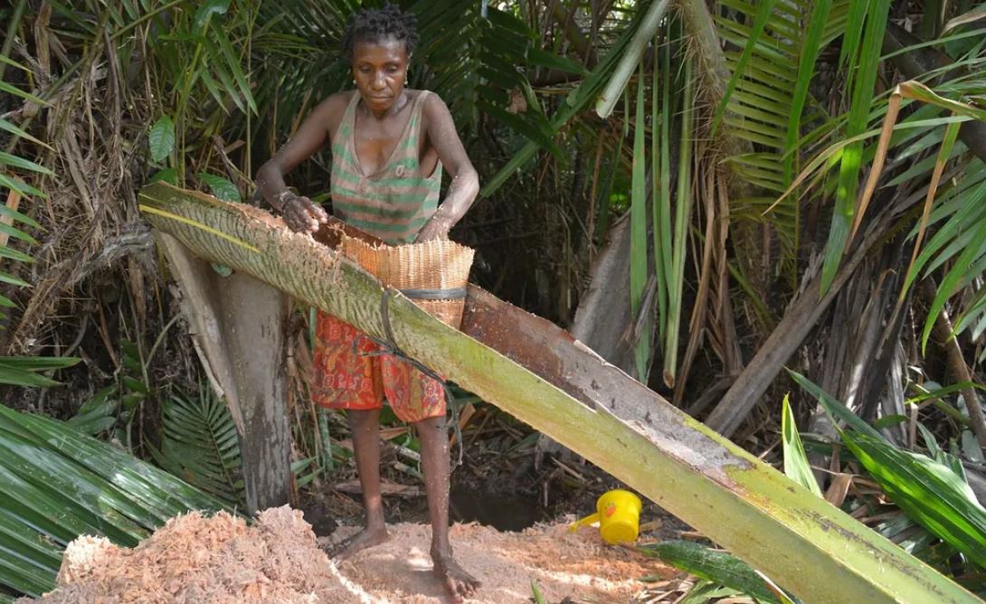 A Papuan woman extracts starch sago from the spongy center of the palm stems.