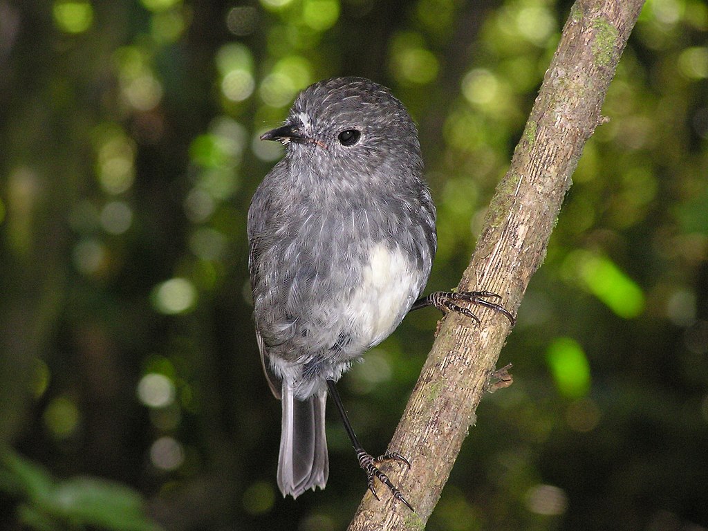 Tony Wills, CC BY 2.5, via Wikimedia Commons