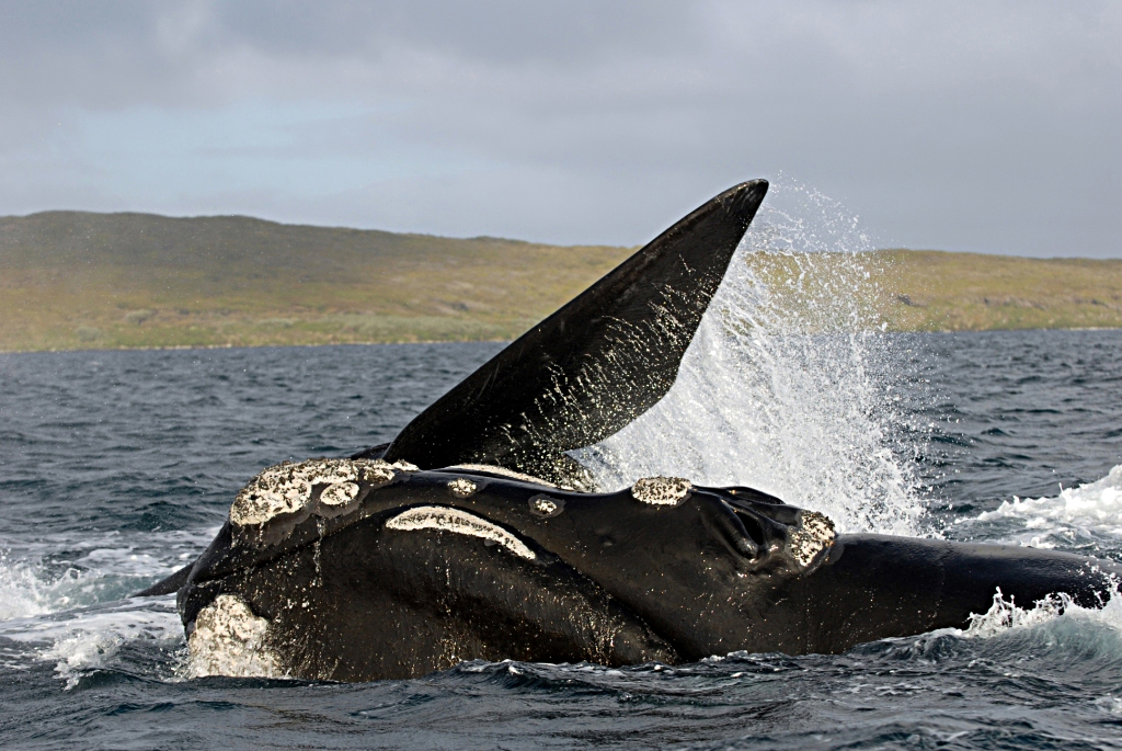 Southern right whale. PHOTO: Auckland Islands Team 2009, Oregon State University