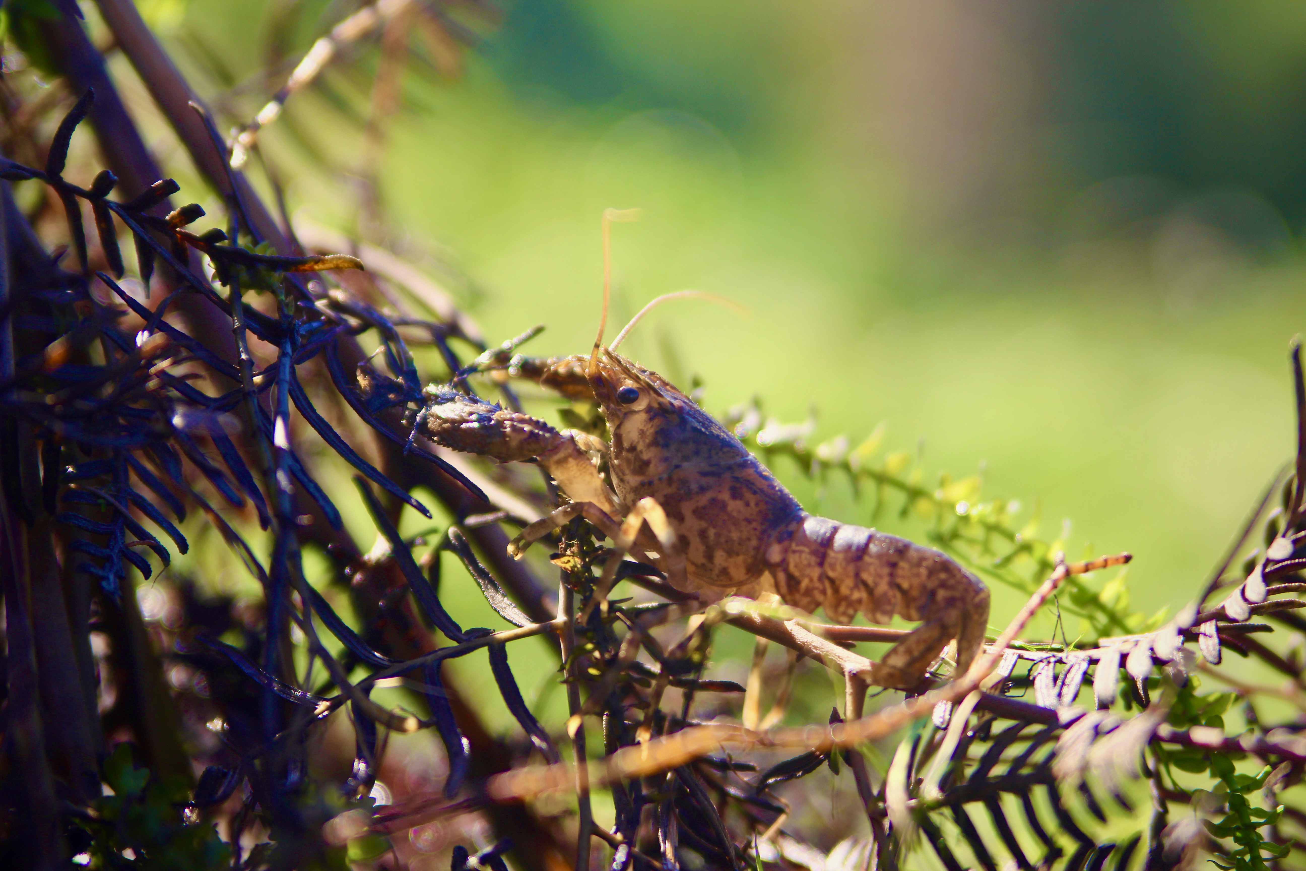 Credit:Ashley Overbeek