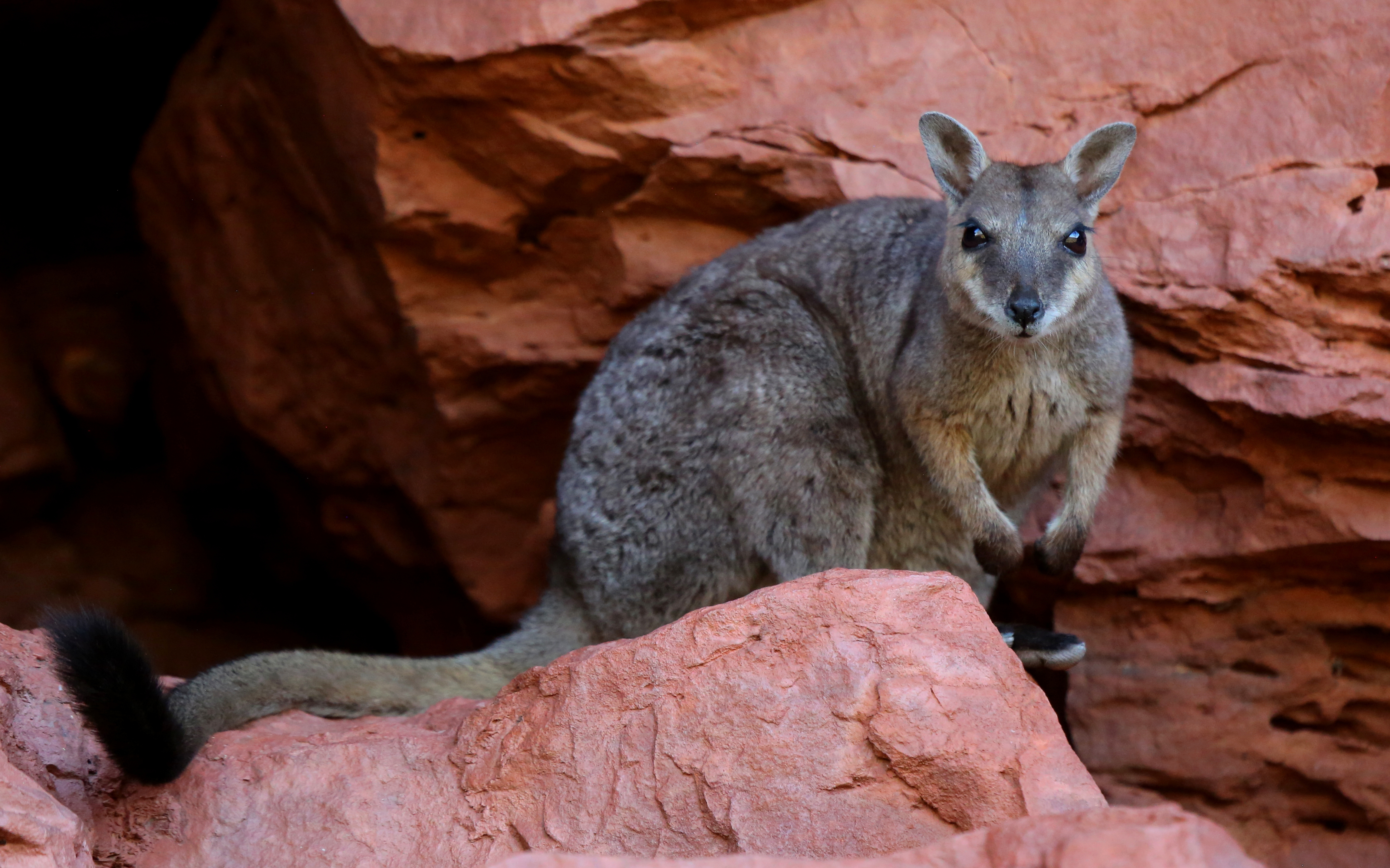 The short-eared rock wallaby (Petrogale brachyotis) of northern Australia has nearly 20 per cent of its habitat within Indigenous peoples’ lands (Credit: Micha Jackson).