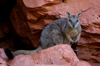 The short-eared rock wallaby