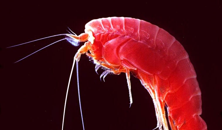 An amphipod crustacean