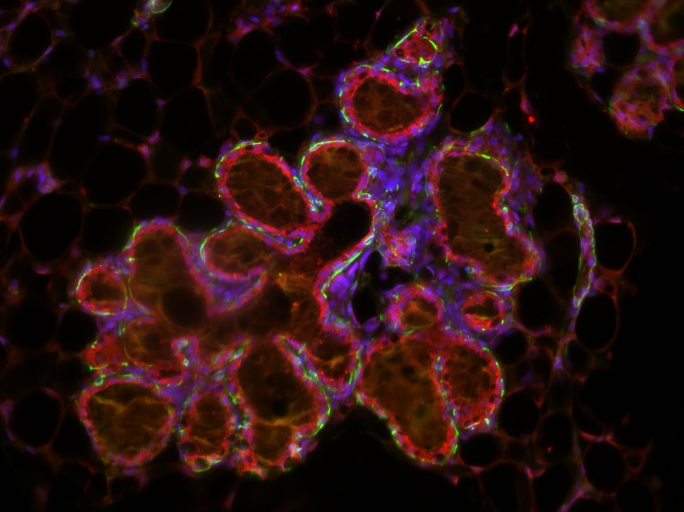 Microscopy image of mammary gland alveoli during lactation.  Credit: Dr David Gallego-Ortega 