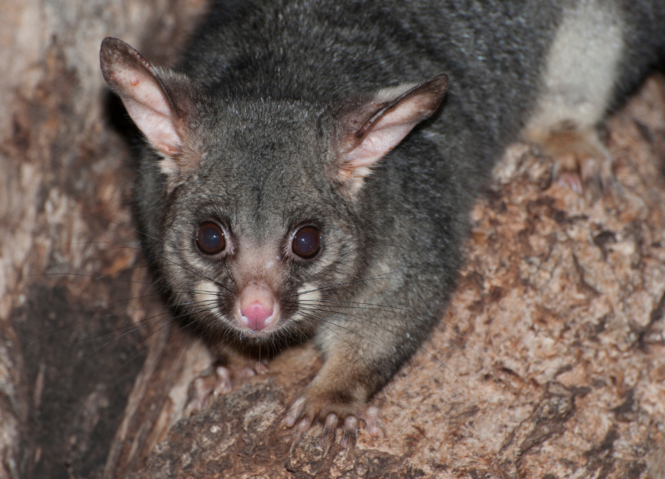 (Photo: John Carnemolla/Getty Images)