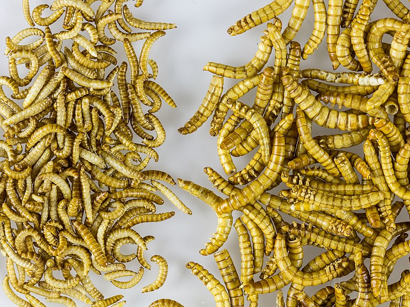 Mealworms as food and Buffaloworms as food. By © Raimond Spekking_CC BY-SA 4.0 (via Wikimedia Commons), CC BY-SA 4.0