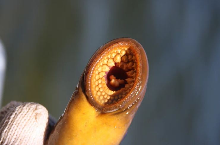 CC-0. https://www.rawpixel.com/image/4029112/photo-image-plant-food-snake