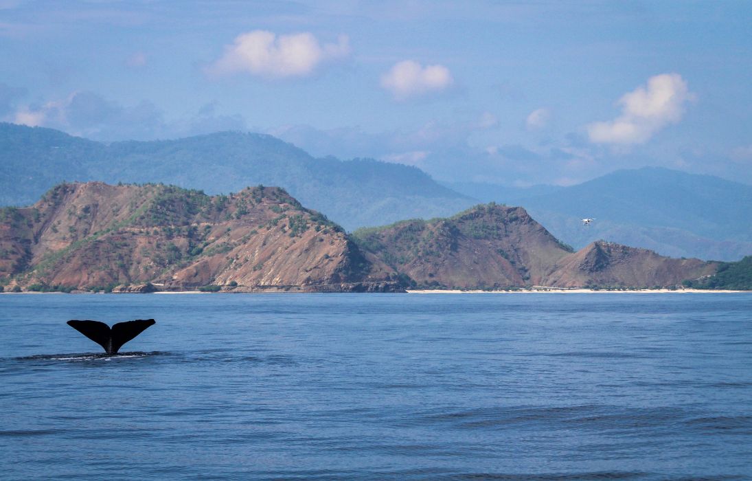 Blue whales off the coast of Timor-Leste. Credit: Associate Professor Karen Edyvane/ANU.