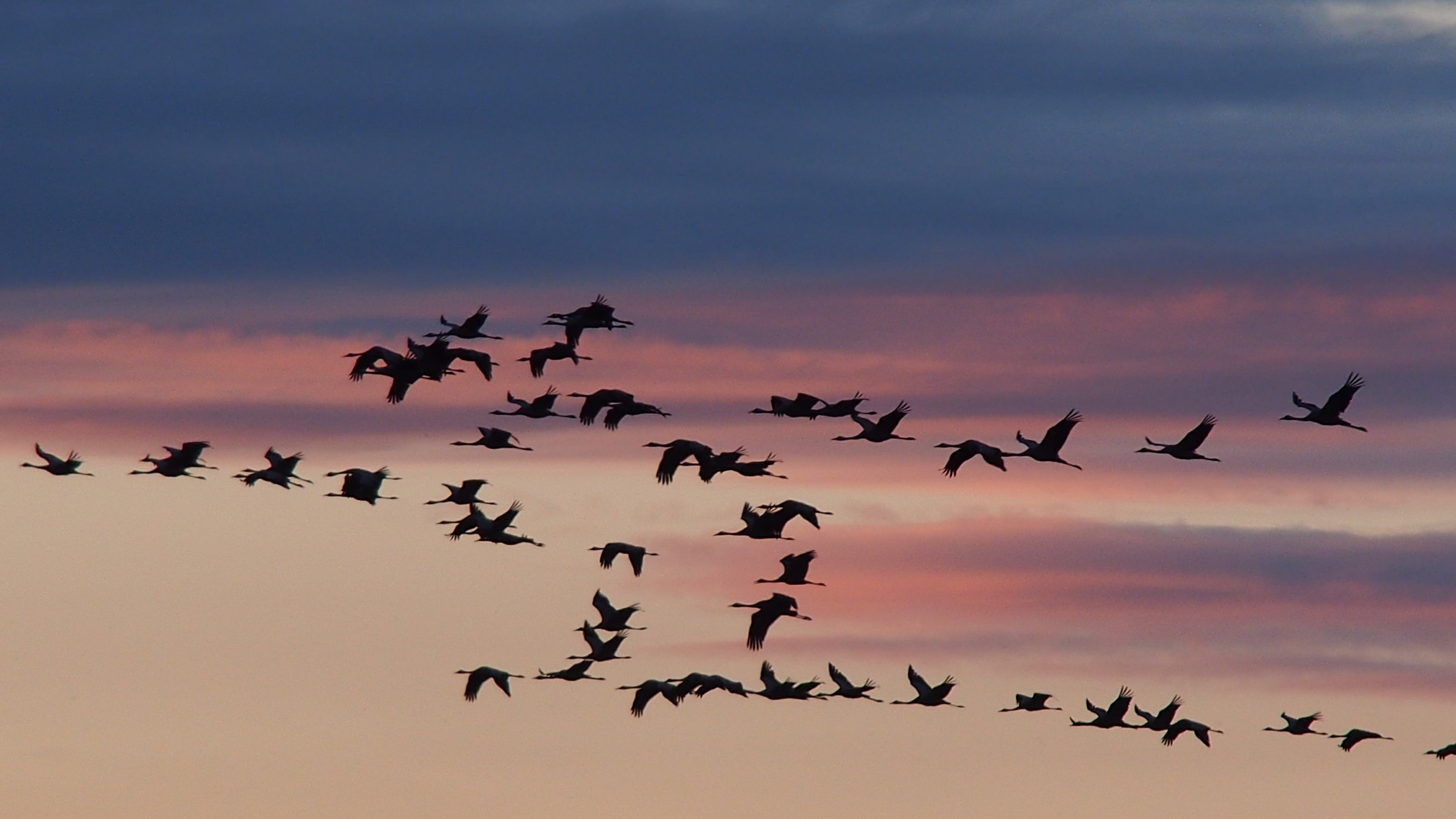 CC-0. https://www.pickpik.com/cranes-birds-sunset-migratory-birds-black-midair-158263