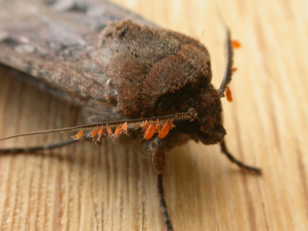 Bogong Moth - image credit Donald Hobern