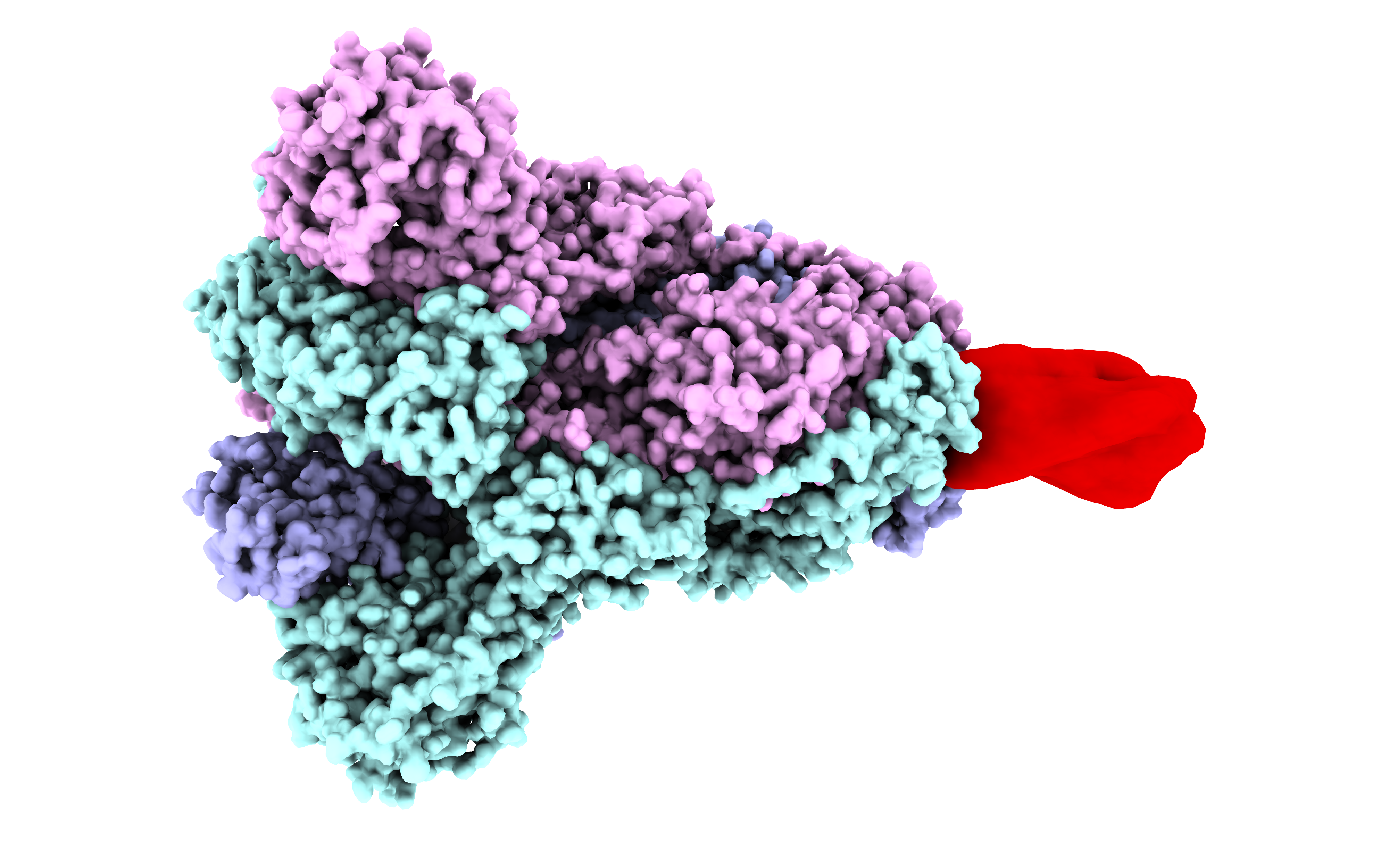 A model of a clamped vaccine antigen. Credit: UQ