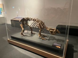 Phascolonus gigas skeleton 