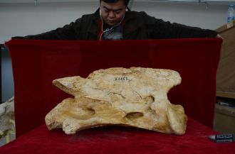 Giant Rhino fossil
