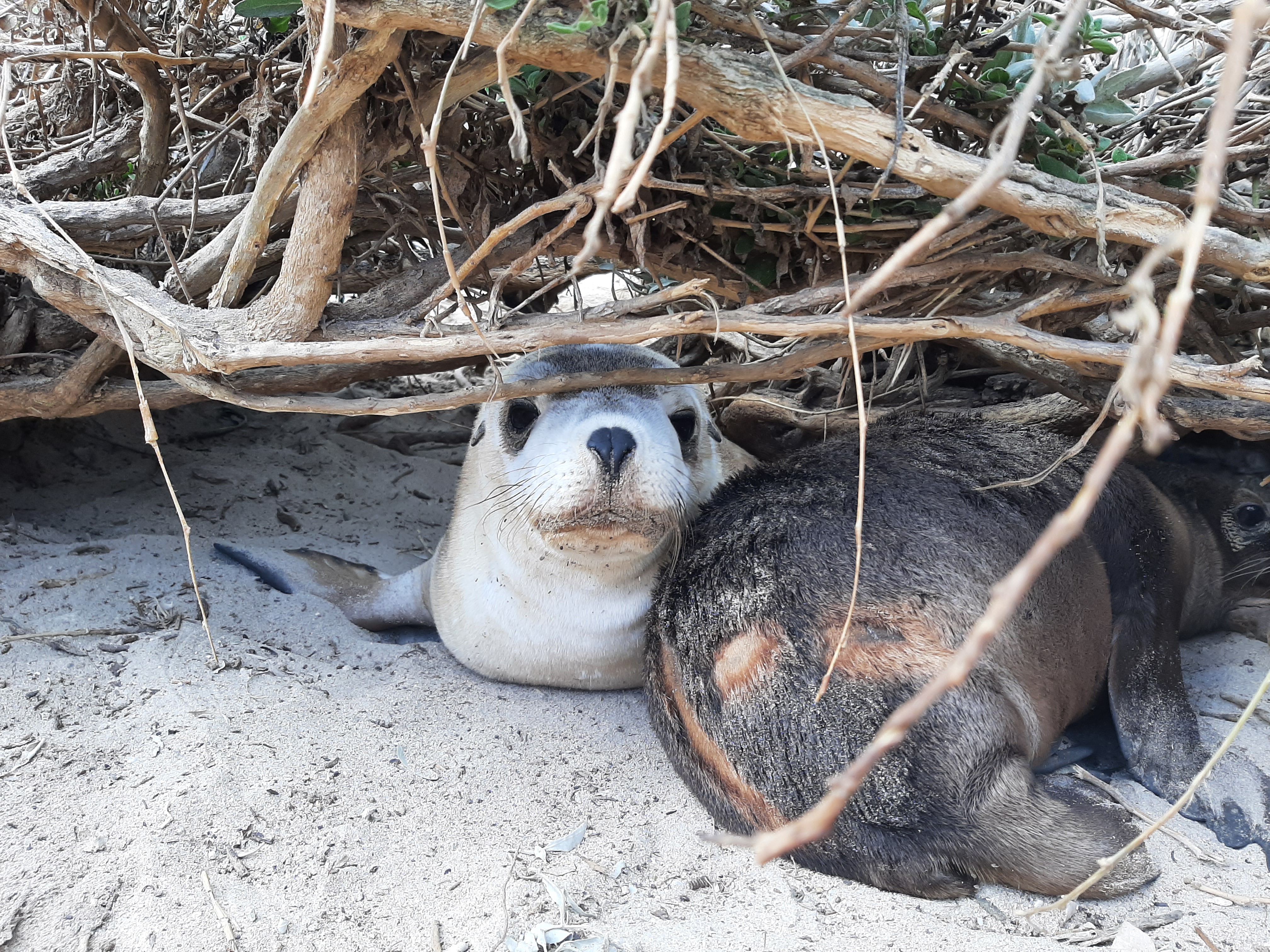 Australian sea lion pups. Credit: USYD.