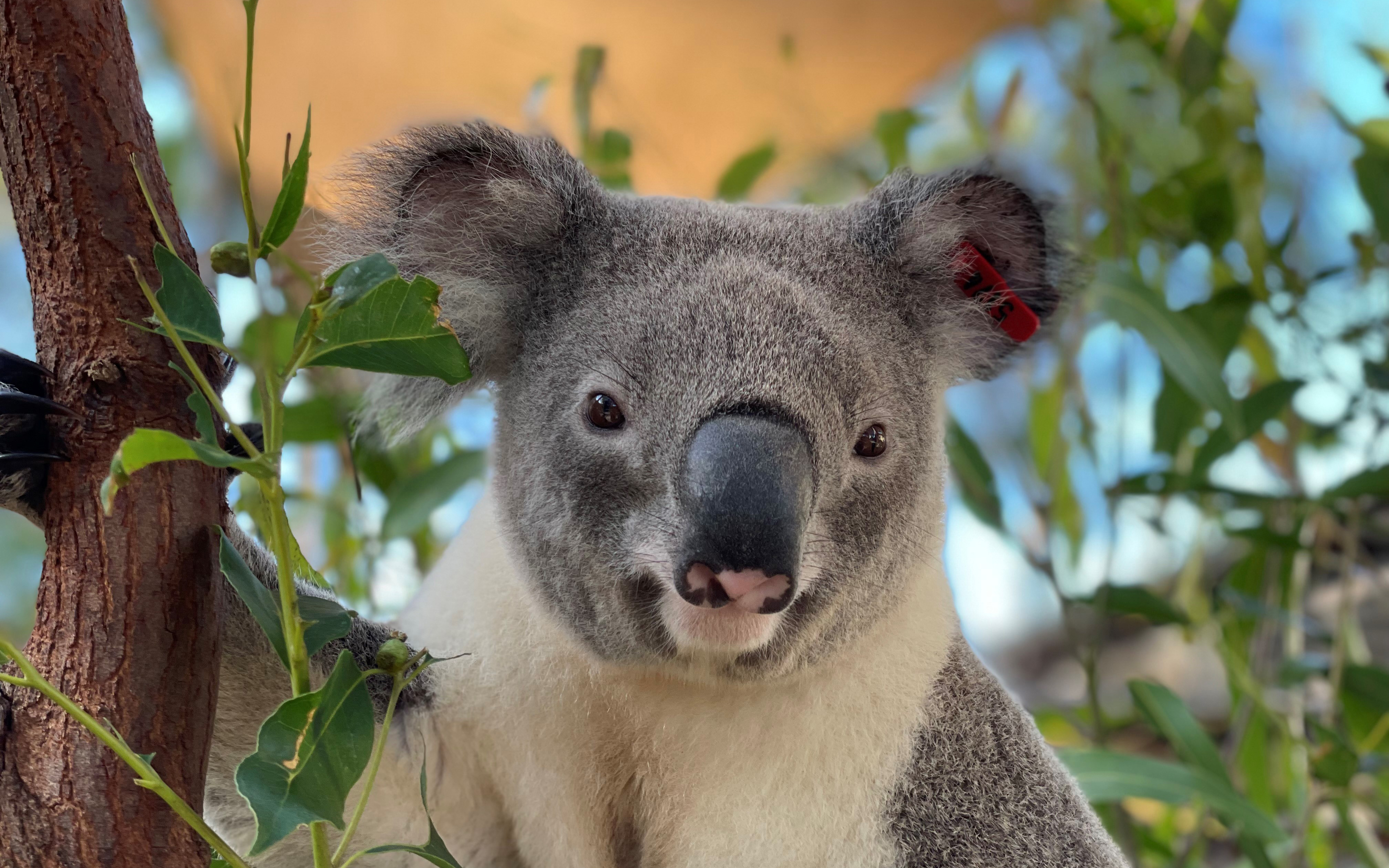 Two-year-old Jagger, bred as part of the Living Koala Genome Bank pilot project.