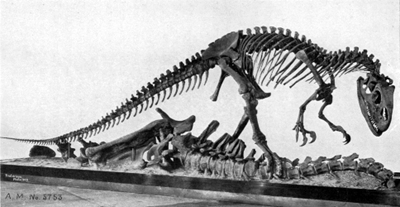 Photograph of the skeletal mount of Allosaurus specimen AMNH 5753, from William Diller Matthew's 1915 Dinosaurs. Image Credit: Project Gutenberg e-book, Wikimedia Commons, CC0 (https://creativecommons.org/publicdomain/zero/1.0/) 