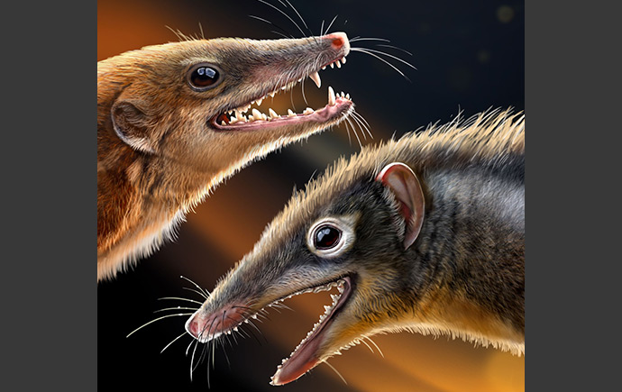 Credit: Mr Chuang Zhao Researchers present new insight into the initial dental variations across mamaliaforms. 