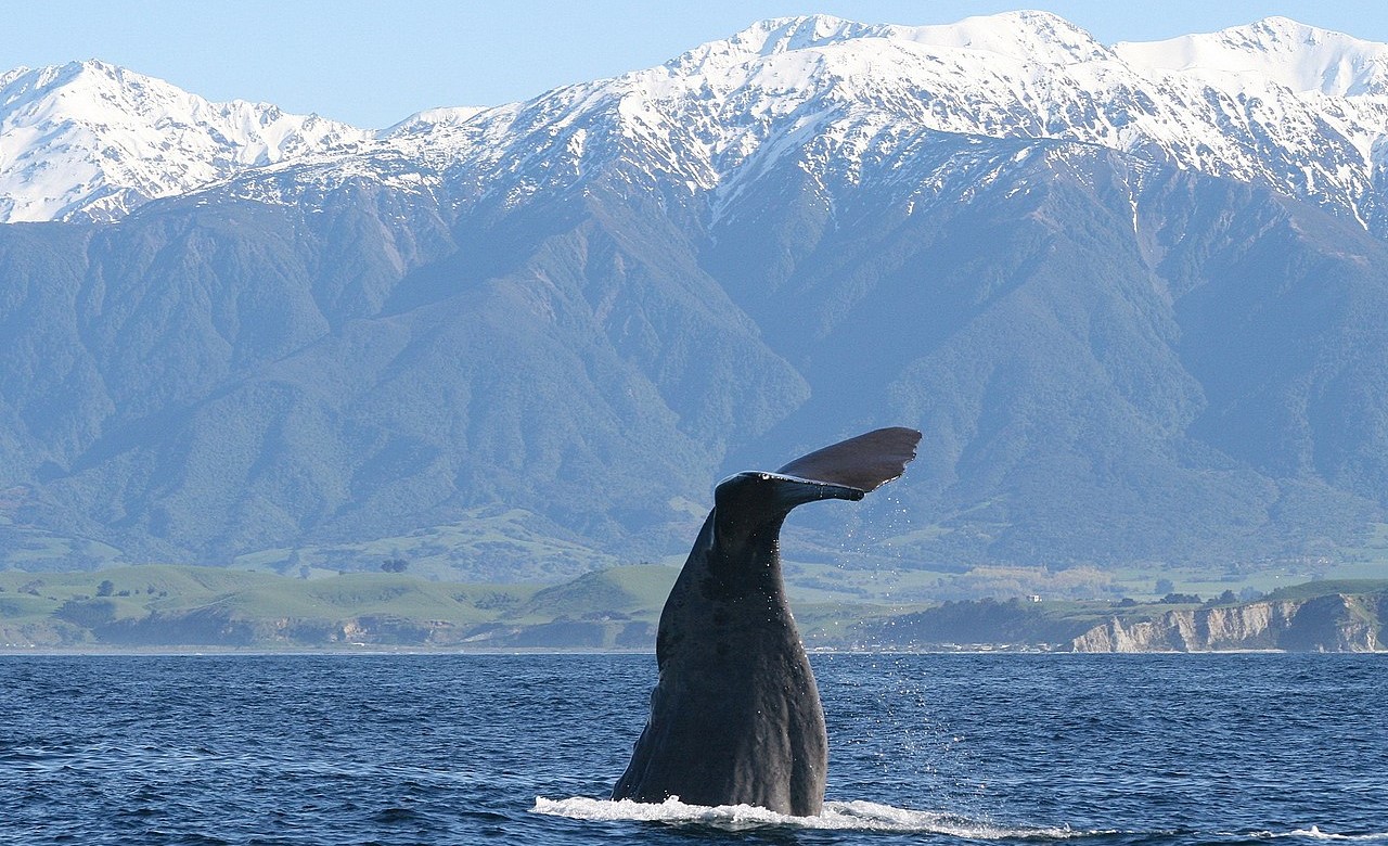 Mathijs van den Berg via Wikimedia Commons