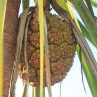 Anyakngarra – also known as pandanus