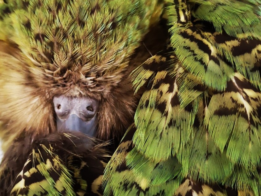 The kākāpō individual Hoki as an example of the green feather color polymorphism. Credit: Lydia Uddstrom, New Zealand Department of Conservation (CC-BY 4.0)