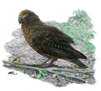The giant parrot squawkzilla, also known as Heracles