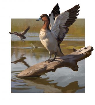 An artist’s impression of a Manuherikia duck. 	