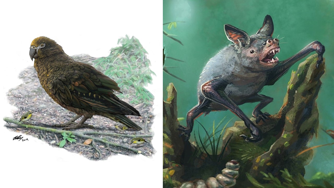 Illustrations: Dr Brian Choo, Flinders University, and Gavin Mouldey.