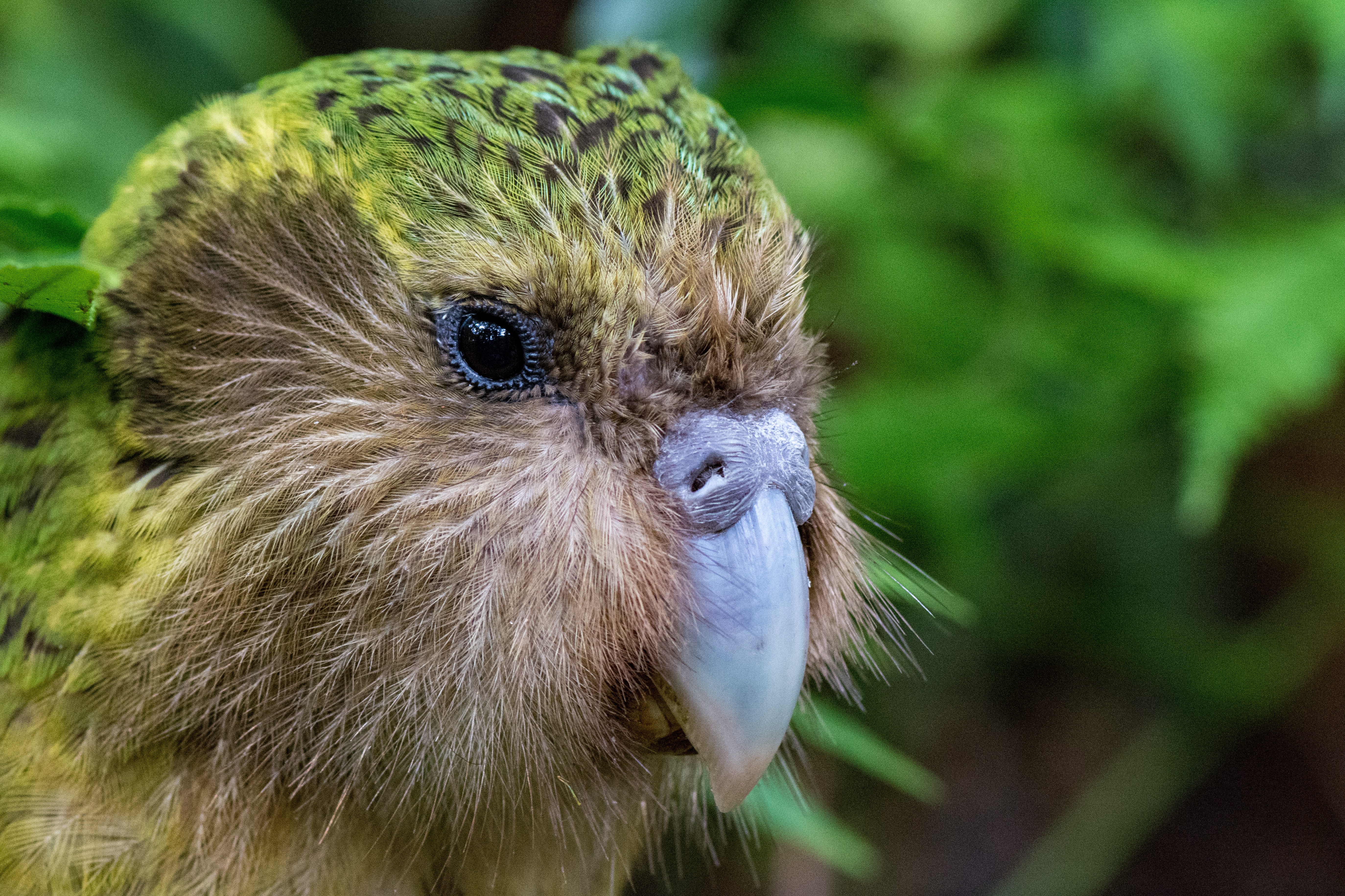 Close-up image of a kākāpō. CREDIT: Jake Osborne