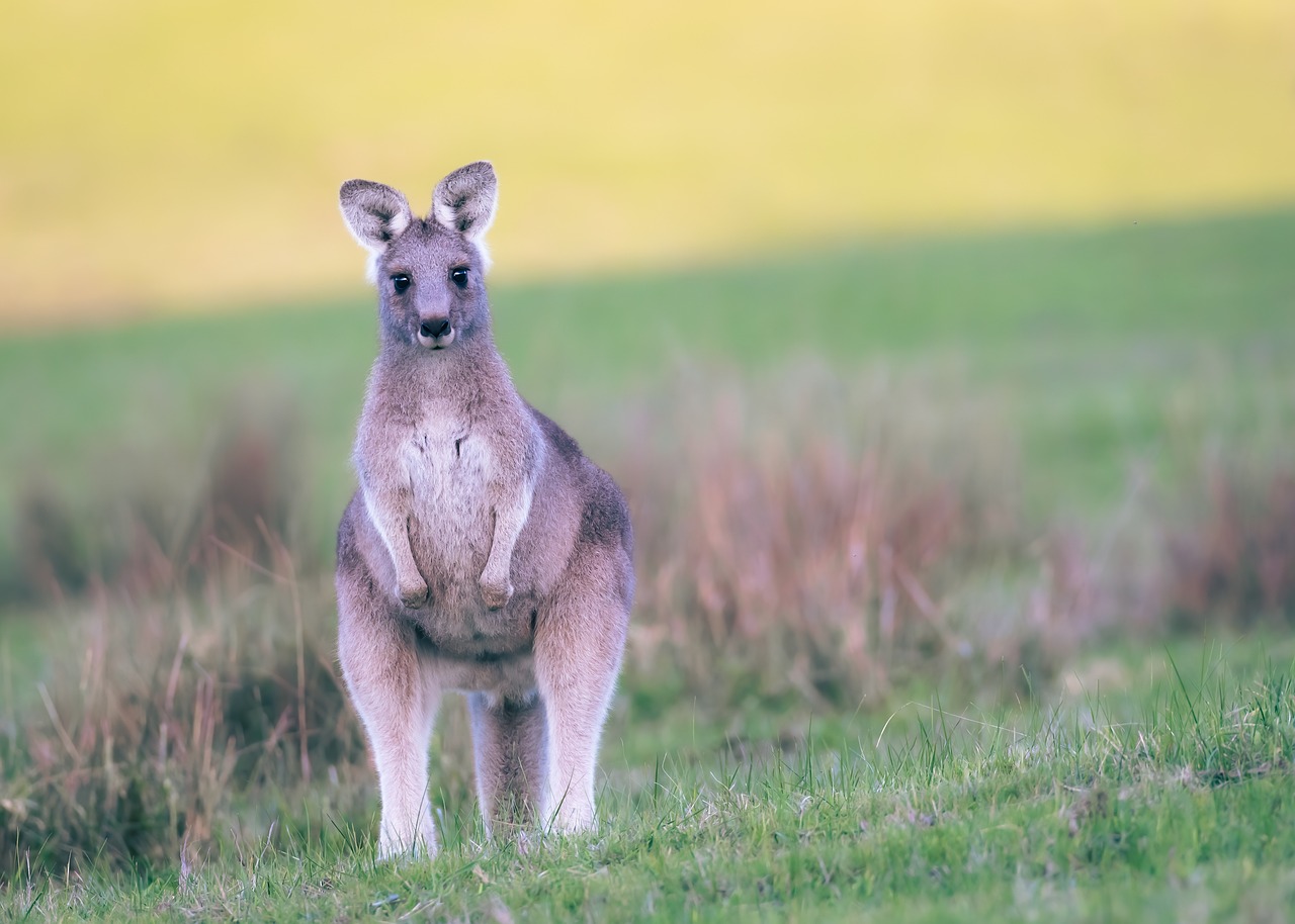 Image by Penny from Pixabay