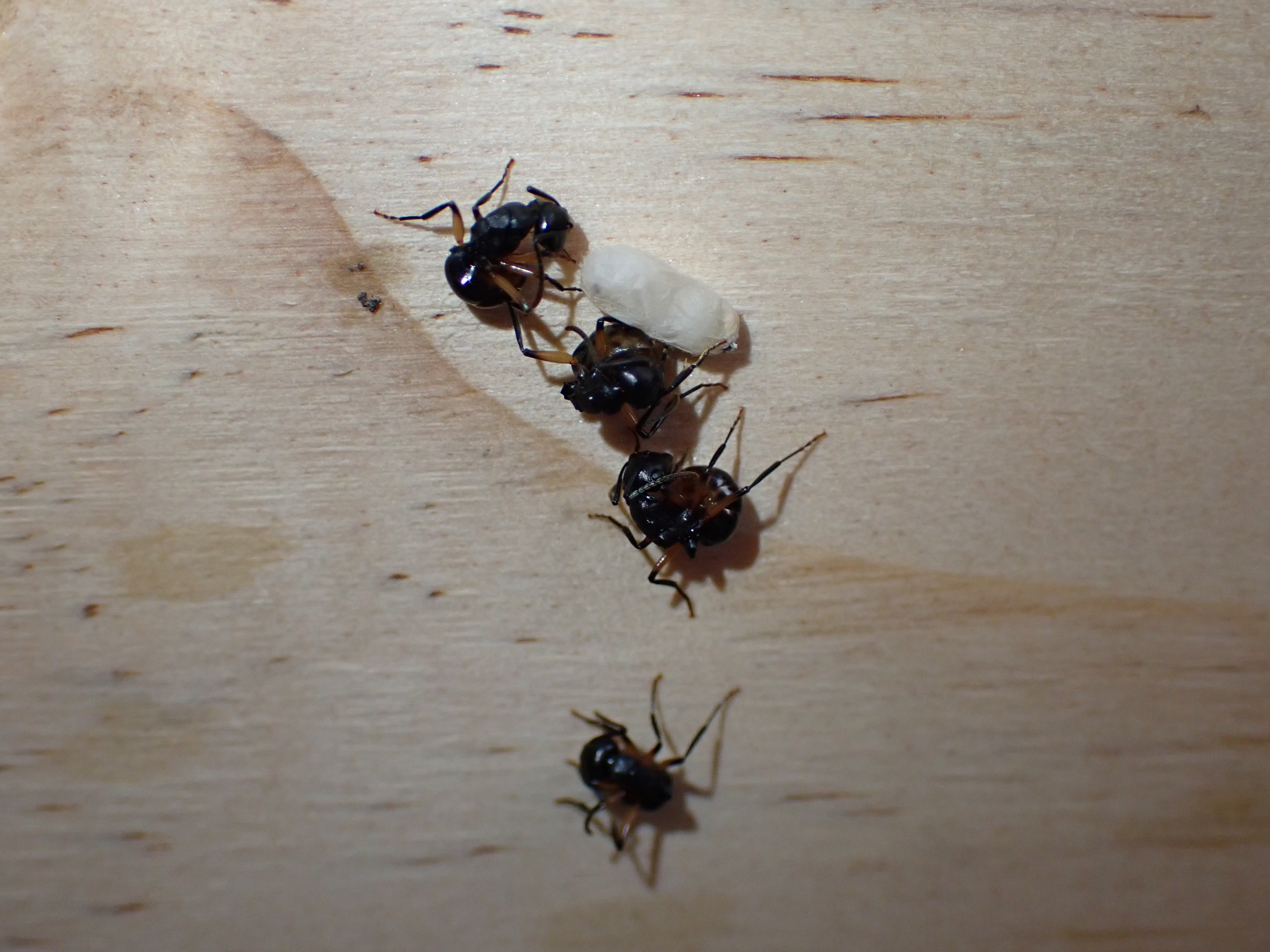 S. 'Topa' Petit / Polyrhachis femorata feigning death 