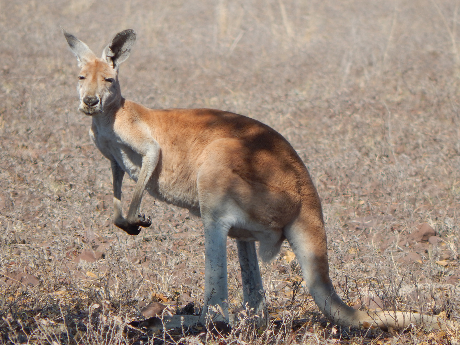 Kangaroo overgrazing is leading to lower plant diversity in conservation reserves – and fewer plants means less food and shelter for other animals. Photo: Mike Letnic.