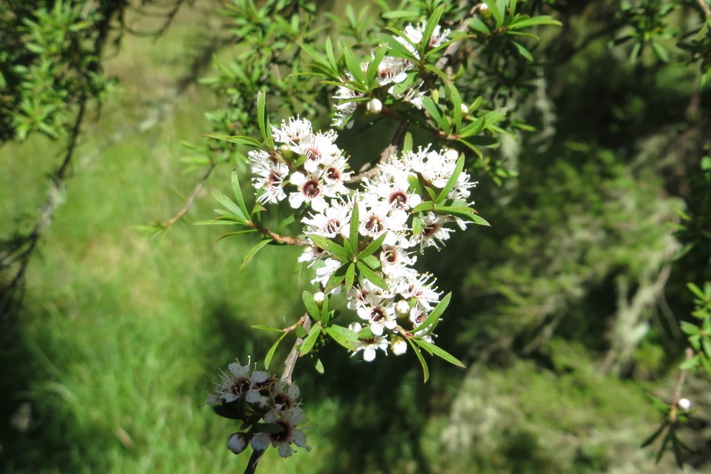 PHOTO: Kathy Warburton - https://www.inaturalist.org/photos/1243002, CC BY 4.0, https://commons.wikimedia.org/w/index.php?curid=64784770