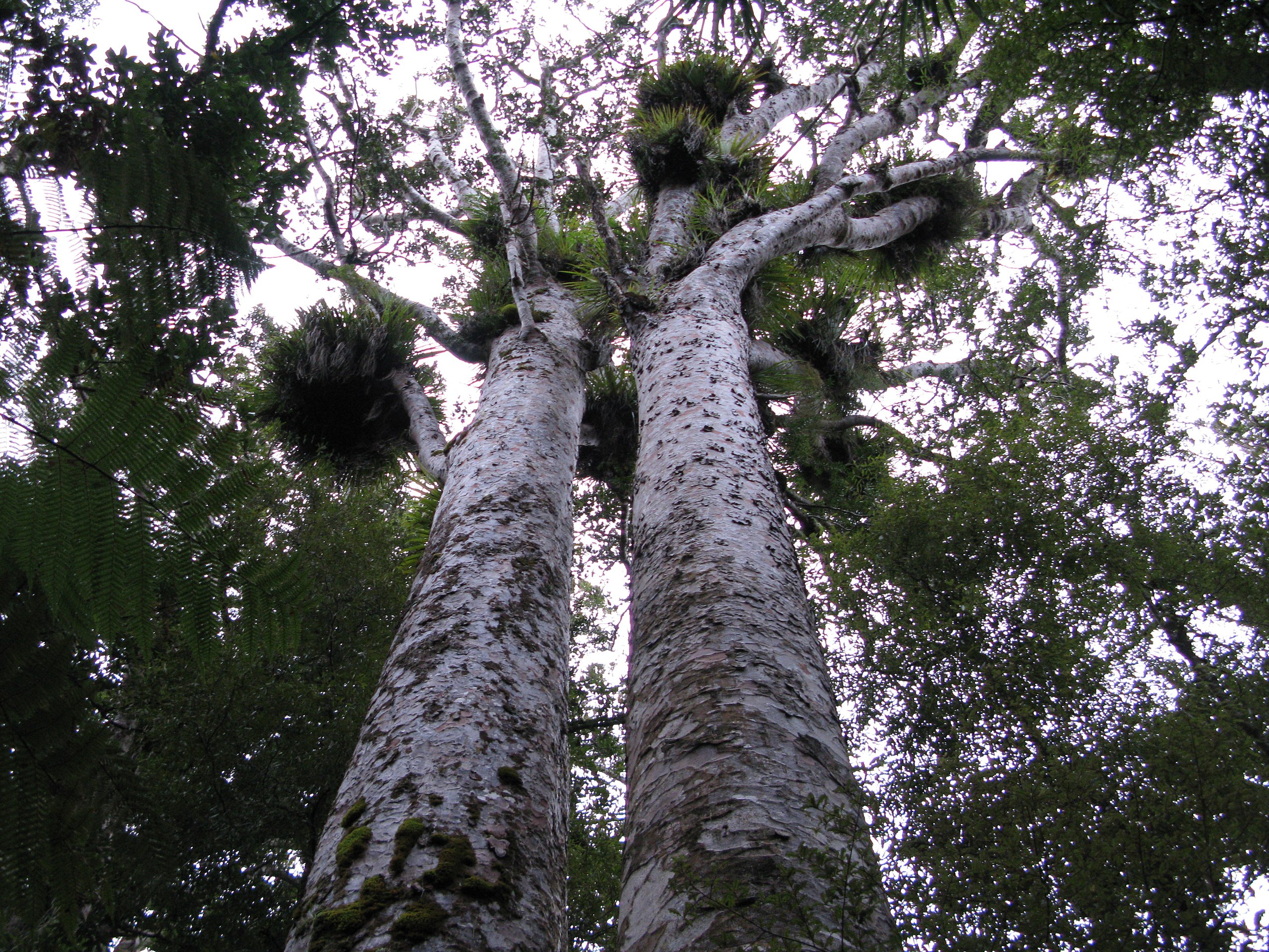 Two kauris in Trounson kauri park - Photo by Sylvain Machefert / Symac