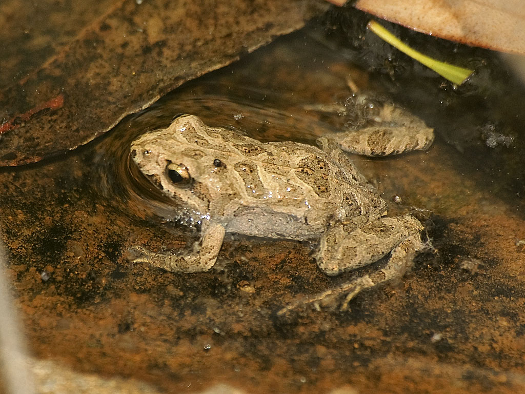 "Common Eastern Froglet (Crinia signifera)" by David Cook Wildlife Photography is licensed under CC BY-NC 2.0.
