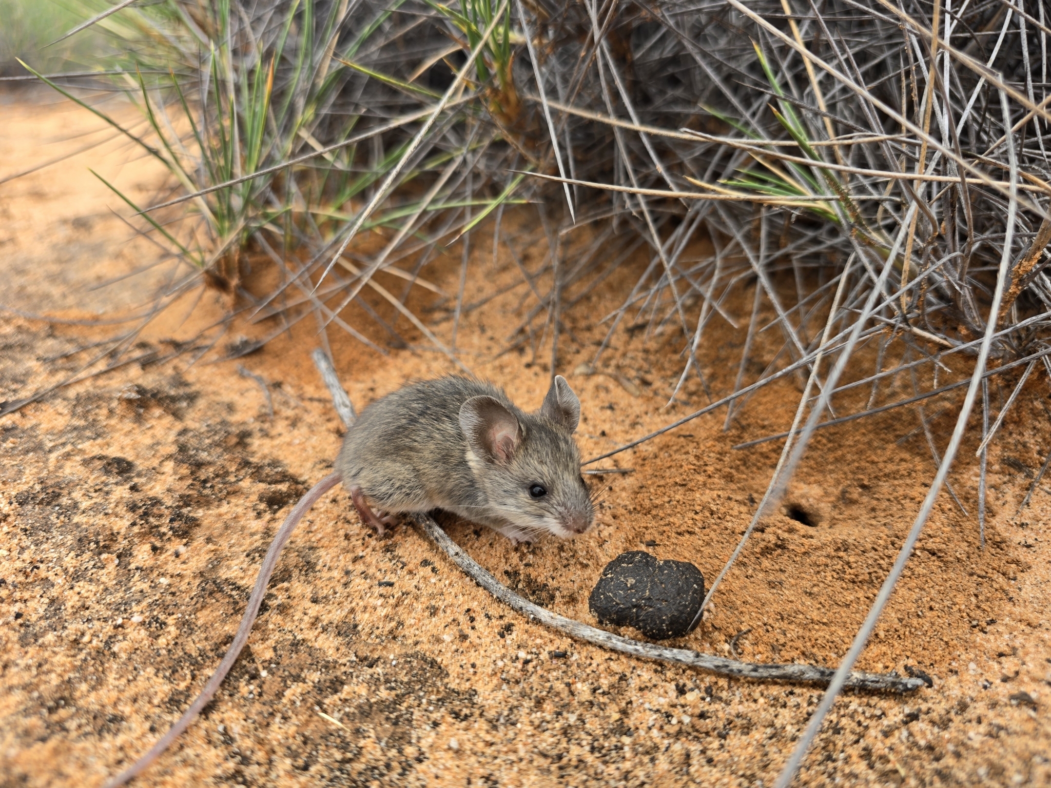 Bolam's mouse - Observation by Max Tibby · no rights reserved, inaturalist