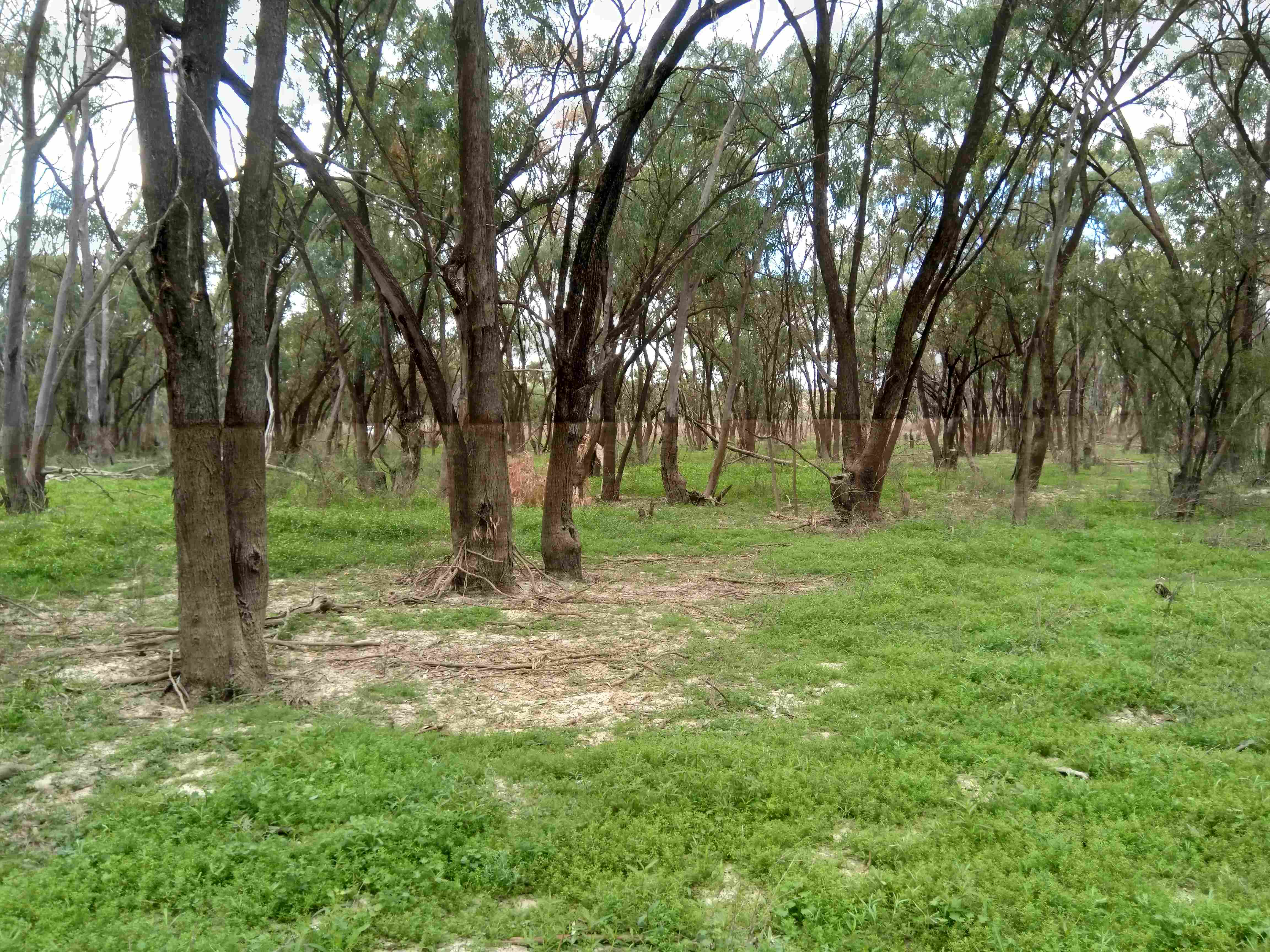 A line across the trees shows the flood highwater mark at Bookpurnong in South Australia's Riverland region. Photo W Liu (Flinders University).
