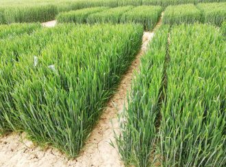 A plot of hybrid wheat being grown in a Limagrain field.