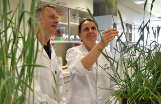 Prof. Ian Small (L) and Dr Joanna Melonek with hybrid wheat in the laboratory. 
