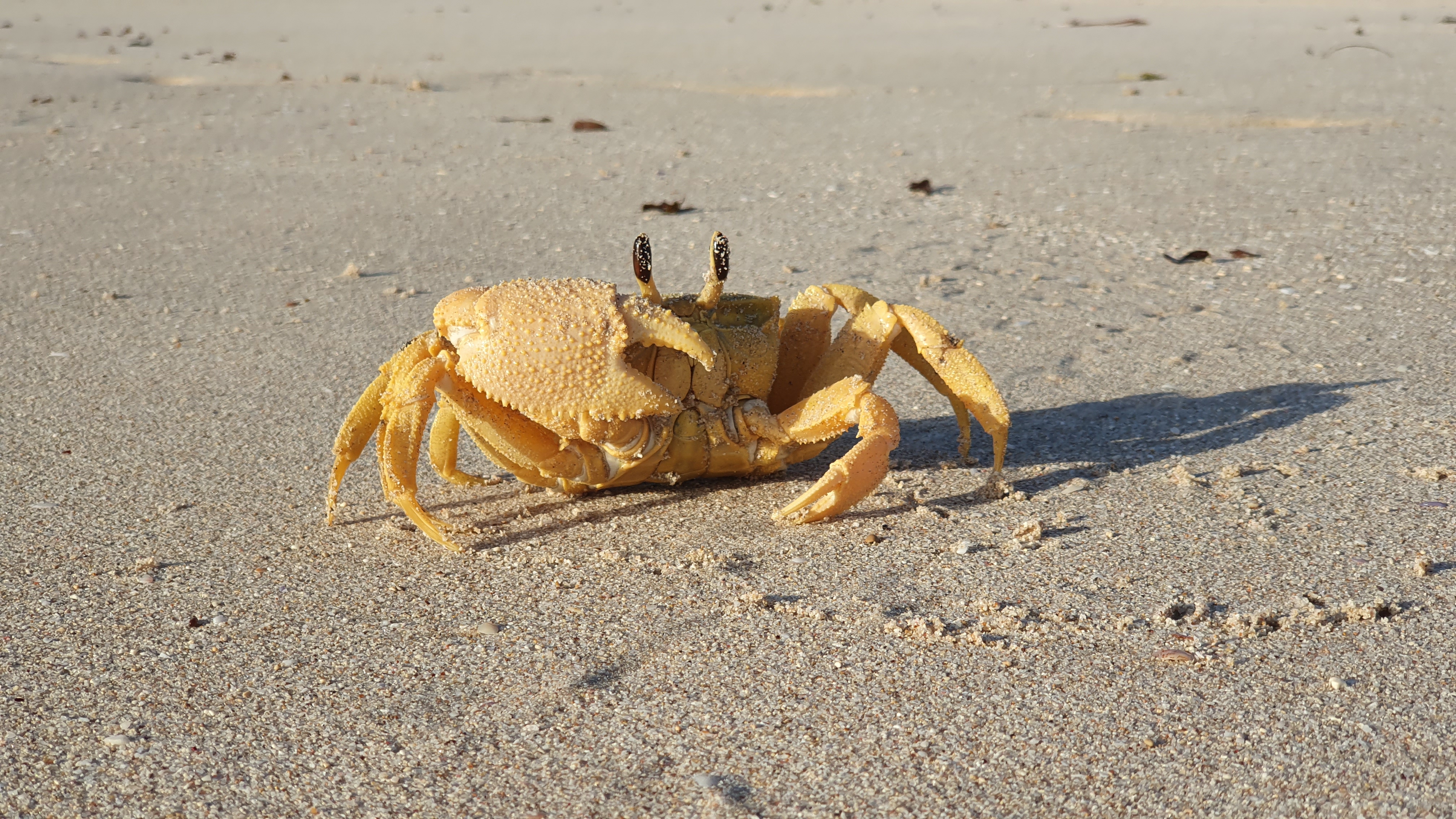 Ocypode convexa commonly known as the golden ghost crab in endemic to the west coast of Australia. Image credit: Dr Casper Avenant, Edith Cowan University. 