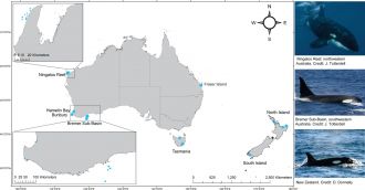FIGURE 1 - Australian Killer Whale Study Results 