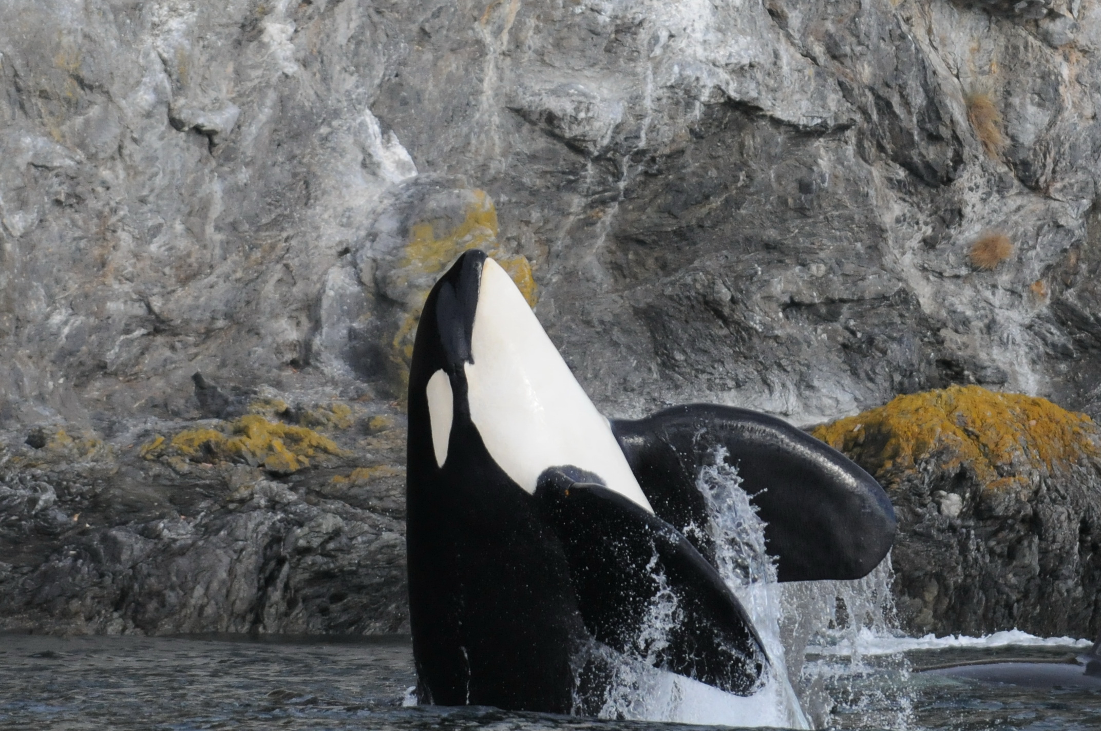 Kenneth Balcomb, Center for Whale Research