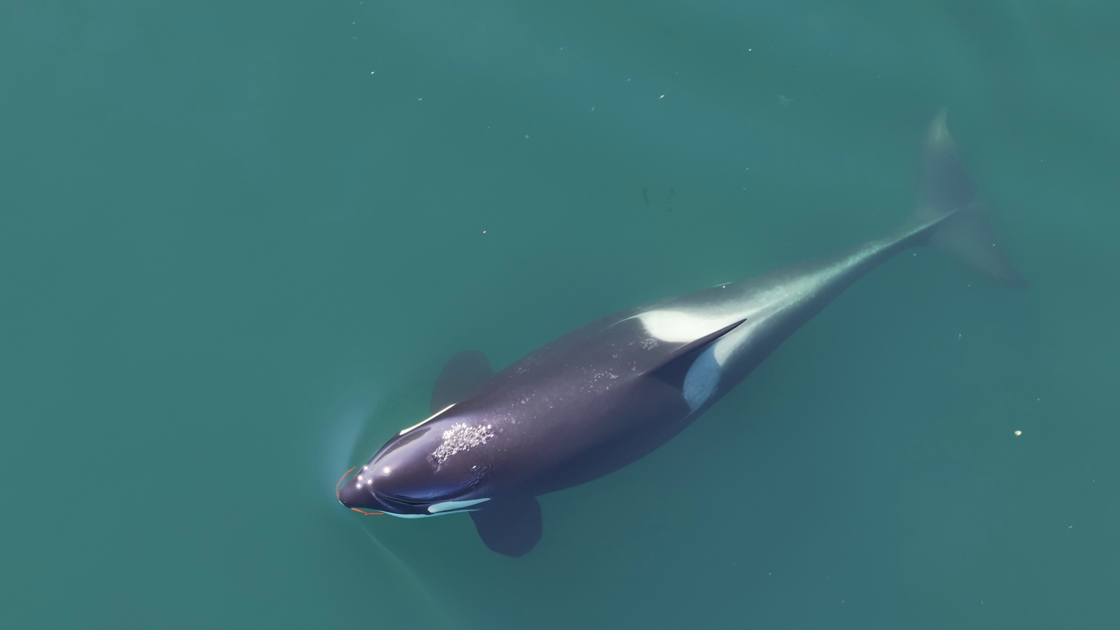 Center for Whale Research