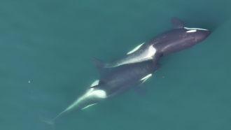 Two whales allokelping